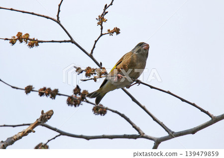 Oriental Greenfinch (Chloris sinica), a wild bird of Hokkaido. Oriental Greenfinch (Chloris sinica), a wild bird of Hokkaido. 139479859