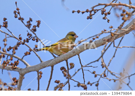 Oriental Greenfinch (Chloris sinica), a wild bird of Hokkaido. Oriental Greenfinch (Chloris sinica), a wild bird of Hokkaido. 139479864