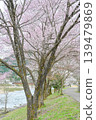 A photograph of a beautiful cherry blossom-lined street against a clear blue sky [Gujō City, Gifu Prefecture] 139479869