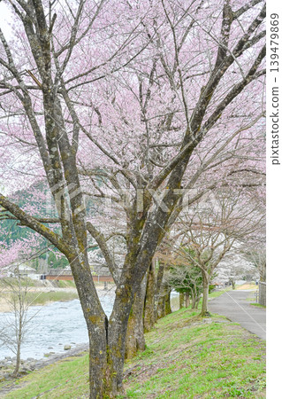 A photograph of a beautiful cherry blossom-lined street against a clear blue sky [Gujō City, Gifu Prefecture] 139479869