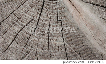 Detailed View of the Surface Texture of a Cracked Dry Tree Trunk 139479916