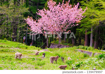 Cherry blossoms and monkeys 139479997