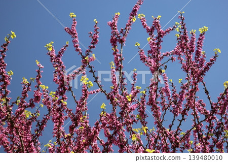 A scene of a blue sky, pink petals of Judas tree blossoms, and tree branches with new leaves. A scene of a blue sky, pink petals of Judas tree blossoms, and tree branches with new leaves. 139480010
