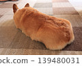 一隻熟睡的柯基犬的背影 139480031