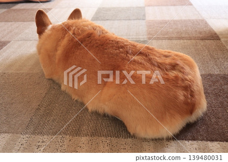 The back view of a sleeping corgi The back view of a sleeping corgi 139480031