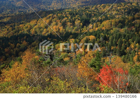A mountain of autumn leaves that shines against the blue sky A mountain of autumn leaves that shines against the blue sky 139480166