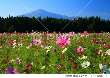 鳥海山的秋景和紅色的波斯菊 鳥海山的秋景和紅色的波斯菊 139480203