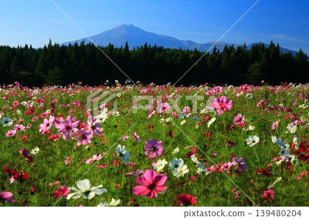 鳥海山的秋景和紅色的波斯菊 鳥海山的秋景和紅色的波斯菊 139480204