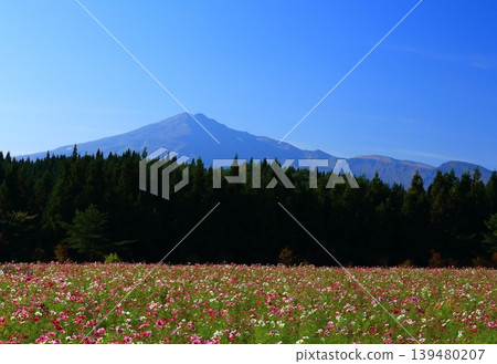 Autumn at Mt. Chokai and red cosmos flowers Autumn at Mt. Chokai and red cosmos flowers 139480207