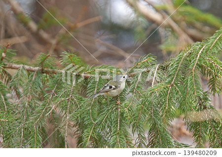 金冠夜鷹(Regulus regulus),北海道的一種野生鳥類 金冠夜鷹(Regulus regulus),北海道的一種野生鳥類 139480209