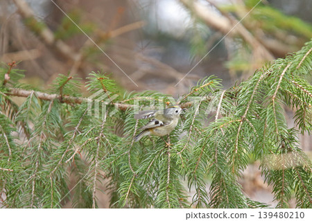 金冠夜鷹(Regulus regulus),北海道的一種野生鳥類 金冠夜鷹(Regulus regulus),北海道的一種野生鳥類 139480210