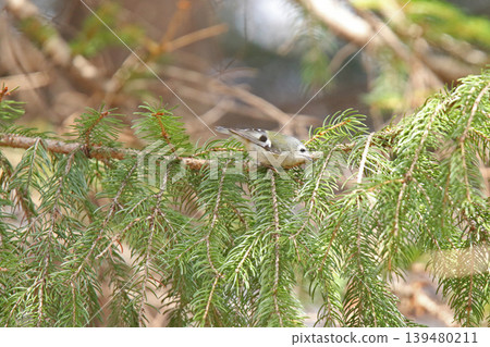 金冠夜鷹(Regulus regulus),北海道的一種野生鳥類 金冠夜鷹(Regulus regulus),北海道的一種野生鳥類 139480211