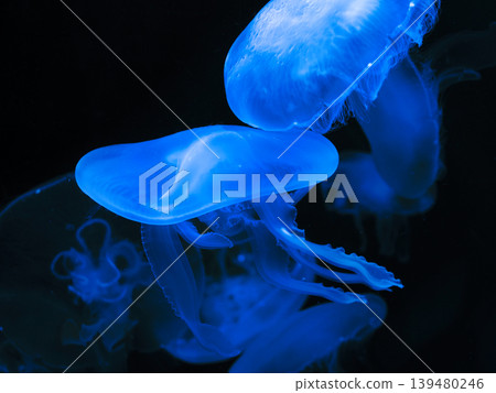海蜇 139480246