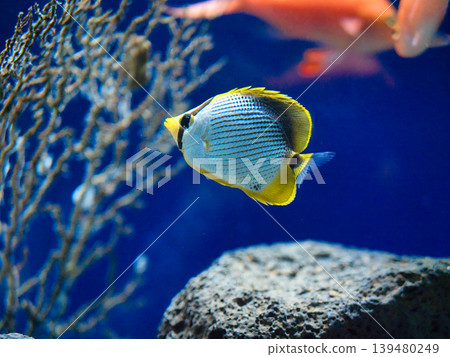 Akebono butterfly 139480249