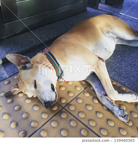 A dog in Bangkok taking a nap 139480365