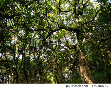 Jungle Jungle 139480717