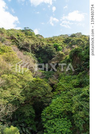 On the surface of a deep forest on a sunny day On the surface of a deep forest on a sunny day 139480754