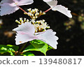 Pale pink hydrangea flowers against a natural backdrop of early summer. 139480817