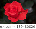 Lady Rose 139480820
