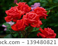 Lady Rose 139480821