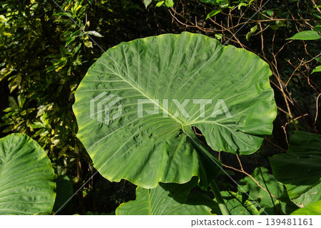 熱帶海芋（Alocasia macrorrhizos）的葉子 139481161