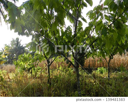 Beautiful Surroundings Gorontalo - Nature Culture 139481383