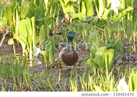 Mallard ducks (Anas platyrhynchos) eat aquatic plants, covered in mud, in a wetland where skunk cabbage blooms. (Hokkaido wilds) 139481470