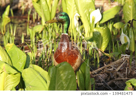 在長滿臭菘的濕地裡,綠頭鴨(Anas platyrhynchos)正在啃食沾滿泥土的水生植物。 (北海道野外) 在長滿臭菘的濕地裡,綠頭鴨(Anas platyrhynchos)正在啃食沾滿泥土的水生植物。 (北海道野外) 139481475
