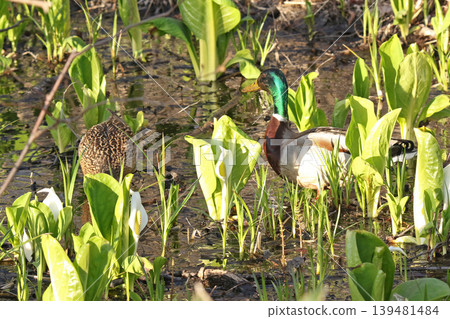 Mallard ducks (Anas platyrhynchos) eat aquatic plants, covered in mud, in a wetland where skunk cabbage blooms. (Hokkaido wilds) 139481484