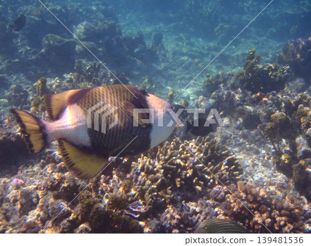 beautiful coral at blue sea with waves and blue sky, Gorontalo, Indonesia beautiful coral at blue sea with waves and blue sky, Gorontalo, Indonesia 139481536
