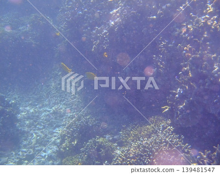beautiful coral at blue sea with waves and blue sky, Gorontalo, Indonesia beautiful coral at blue sea with waves and blue sky, Gorontalo, Indonesia 139481547