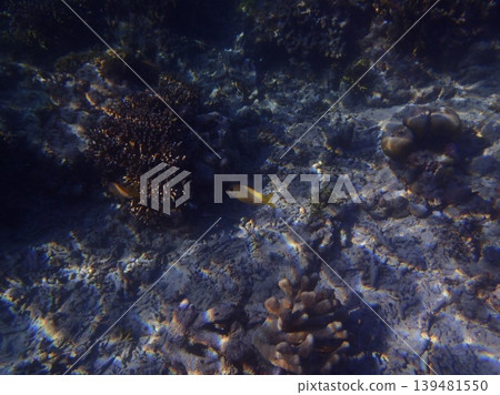 beautiful coral at blue sea with waves and blue sky, Gorontalo, Indonesia beautiful coral at blue sea with waves and blue sky, Gorontalo, Indonesia 139481550