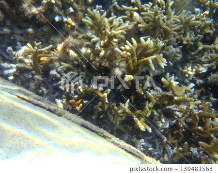 beautiful coral at blue sea with waves and blue sky, Gorontalo, Indonesia beautiful coral at blue sea with waves and blue sky, Gorontalo, Indonesia 139481563