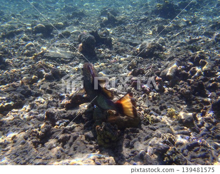 beautiful coral at blue sea with waves and blue sky, Gorontalo, Indonesia beautiful coral at blue sea with waves and blue sky, Gorontalo, Indonesia 139481575