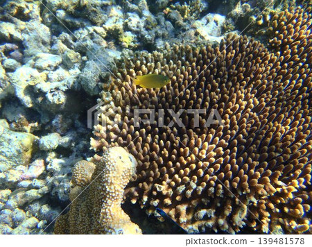 beautiful coral at blue sea with waves and blue sky, Gorontalo, Indonesia beautiful coral at blue sea with waves and blue sky, Gorontalo, Indonesia 139481578