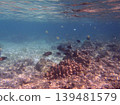 beautiful coral at blue sea with waves and blue sky, Gorontalo, Indonesia 139481579