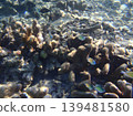 beautiful coral at blue sea with waves and blue sky, Gorontalo, Indonesia 139481580
