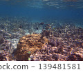 beautiful coral at blue sea with waves and blue sky, Gorontalo, Indonesia 139481581