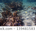 beautiful coral at blue sea with waves and blue sky, Gorontalo, Indonesia 139481583