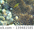 beautiful coral at blue sea with waves and blue sky, Gorontalo, Indonesia 139481585