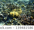 beautiful coral at blue sea with waves and blue sky, Gorontalo, Indonesia 139481586