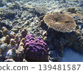 beautiful coral at blue sea with waves and blue sky, Gorontalo, Indonesia 139481587