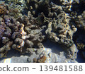 beautiful coral at blue sea with waves and blue sky, Gorontalo, Indonesia 139481588