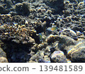 beautiful coral at blue sea with waves and blue sky, Gorontalo, Indonesia 139481589