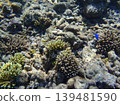 beautiful coral at blue sea with waves and blue sky, Gorontalo, Indonesia 139481590