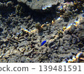 beautiful coral at blue sea with waves and blue sky, Gorontalo, Indonesia 139481591