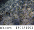 beautiful coral at blue sea with waves and blue sky, Gorontalo, Indonesia 139481593