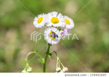 Grapevine moth sucking nectar from fleabane Grapevine moth sucking nectar from fleabane 139481605