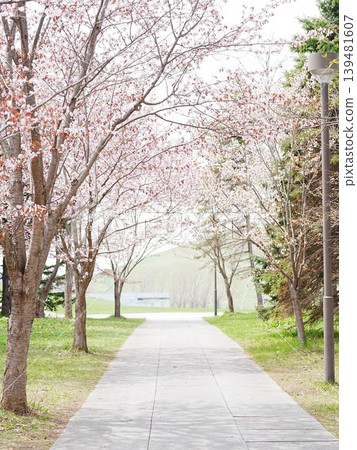 Spring scenery in Hokkaido: Moerenuma Park, Ezo cherry blossoms Spring scenery in Hokkaido: Moerenuma Park, Ezo cherry blossoms 139481607