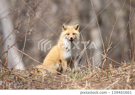 Winter fox, fox, Hokkaido nature, fluffy Winter fox, fox, Hokkaido nature, fluffy 139481661
